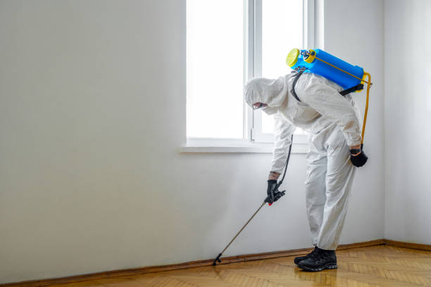 Best Wasp Removal Services  in Van Wert, OH